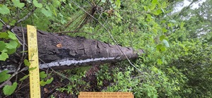 [13 inch Largest oak, to the south, 2026:05:09 15:50:24, 31.0079588, -83.2691772]