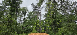 [12 inch Dead pine on north, 2026:05:09 15:59:18, 31.0080174, -83.2692113]