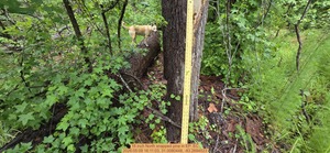 [16 inch North snapped pine, 2026:05:09 16:11:03, 31.0080448, -83.2694523]
