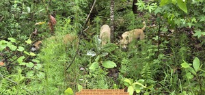 [16 inch North snapped pine, 2026:05:09 16:15:42, 31.0080081, -83.2693854]