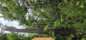 [16 inch North snapped pine, 2026:05:09 16:15:57, 31.0080081, -83.2693854]