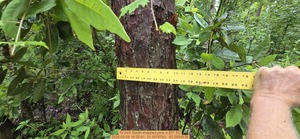 [10 inch South snapped pine, 2026:05:09 16:20:41, 31.0078763, -83.2694536]
