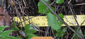 [10 inch North of pair, 2026:05:09 16:50:45, 31.0073998, -83.2688594]