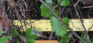 [10 inch North of pair, 2026:05:09 16:50:47, 31.0073998, -83.2688594]