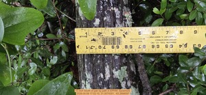 [10 inch South of pair by path, 2026:05:09 17:02:10, 31.0074301, -83.2688597]