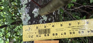[5 inch Chinaberry n of path, 2026:05:09 17:05:13, 31.0074433, -83.2688555]
