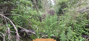 [9 inch Smaller north, 2026:05:09 17:41:39, 31.0088900, -83.2692503]