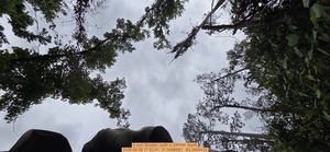 [9 inch Smaller north, 2026:05:09 17:42:51, 31.0088887, -83.2692433]