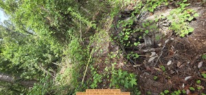 [14 inch NE Pine, 2026:05:10 11:38:48, 31.0062589, -83.2742660]