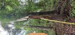 [15 inch Snapped pine, 2026:05:10 11:51:35, 31.0062921, -83.2744242]