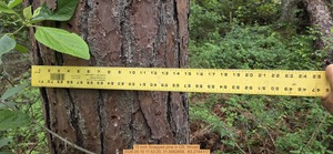 [15 inch Snapped pine, 2026:05:10 11:53:20, 31.0062858, -83.2744117]