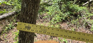 [4 inch Bowed sweetgum, 2026:05:10 12:16:32, 31.0068800, -83.2743959]