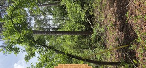[4 inch Bowed sweetgum, 2026:05:10 12:17:10, 31.0068745, -83.2743556]
