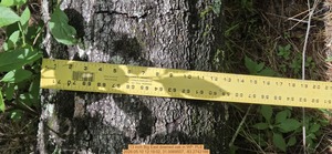 [13 inch Big East downed oak, 2026:05:10 12:19:02, 31.0069507, -83.2742166]