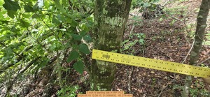 [5 inch N leaning oak, 2026:05:10 12:38:10, 31.0068832, -83.2744494]