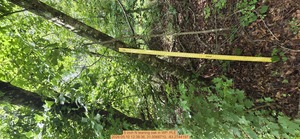 [5 inch N leaning oak, 2026:05:10 12:38:36, 31.0068710, -83.2744197]