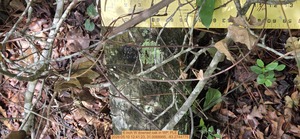 [6 inch W downed oak, 2026:05:10 12:41:23, 31.0068995, -83.2744775]