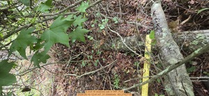 [6 inch W downed oak, 2026:05:10 12:41:47, 31.0068549, -83.2742719]