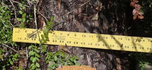 [17 inch big pine, 2026:05:10 13:05:25, 31.0064926, -83.2736446]