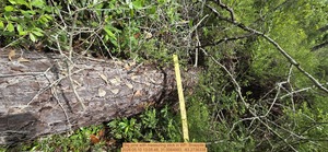 [Big pine with measuring stick, 2026:05:10 13:05:48, 31.0064993, -83.2736338]