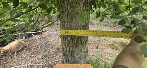[11 inch snapped water oak, 2026:05:10 13:09:16, 31.0065404, -83.2737312]