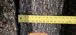 [12 inch bottom pair oak, 2026:05:10 13:13:18, 31.0065278, -83.2737469]