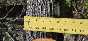 [6 inch top pair oak, 2026:05:10 13:13:49, 31.0064617, -83.2738017]