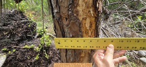 [7 inch pine snapped 10 feet up, 2026:05:10 13:17:18, 31.0064968, -83.2737560]