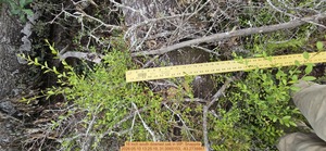 [16 inch south downed oak, 2026:05:10 13:25:19, 31.0065153, -83.2738867]