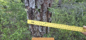 [11 inch snapped pine on firebreak, 2026:05:10 19:07:32, 31.0131029, -83.2679258]