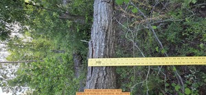 [8 inch Snapped oak, 2026:05:10 19:09:23, 31.0130516, -83.2677976]