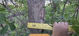 [7 inch oak snapped 5 feet up, 2026:05:10 19:20:30, 31.0130441, -83.2678841]