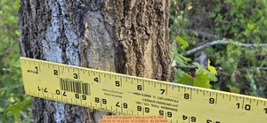 [7 inch oak snapped 5 feet up, 2026:05:10 19:22:44, 31.0129623, -83.2678560]