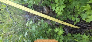 [Oak snapped 3.5 feet up, 2026:05:10 19:25:53, 31.0129193, -83.2676916]