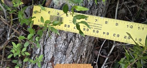 [8 inch oak snapped 3.5 feet up, 2026:05:10 19:26:44, 31.0129544, -83.2677212]