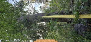 [Oak snapped 20 feet up, 2026:05:10 19:28:52, 31.0129219, -83.2677423]