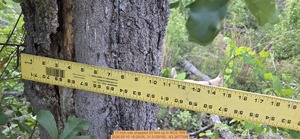 [10 inch oak snapped 20 feet up, 2026:05:10 19:29:55, 31.0129192, -83.2677399]
