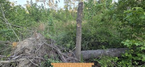 [SE uprooted oak (by oak broke 6 feet up), 2026:05:10 19:34:22, 31.0129133, -83.2677623]