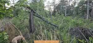 [Pair of oaks snapped 7 and 6 feet up, 2026:05:10 19:38:55, 31.0128845, -83.2678178]