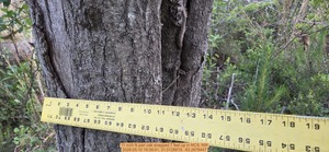 [11 inch N pair oak snapped 7 feet up, 2026:05:10 19:39:41, 31.0128819, -83.2678447]