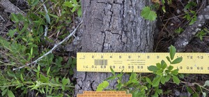 [8 inch SW uprooted oak, 2026:05:10 19:46:52, 31.0129160, -83.2678323]