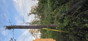 [Oak snapped 14 feet up, 2026:05:10 19:50:56, 31.0129569, -83.2679438]
