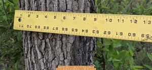 [9 inch oak snapped 14 feet up, 2026:05:10 19:51:43, 31.0129033, -83.2678750]