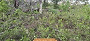 [Volunteer loblolly everywhere, 2026:05:10 19:55:36, 31.0129562, -83.2678683]