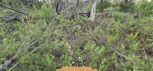 [More volunteer loblolly, 2026:05:10 19:55:39, 31.0129562, -83.2678683]