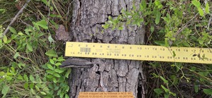 [11 inch snapped oak by firebreak, 2026:05:10 20:02:43, 31.0130855, -83.2673796]