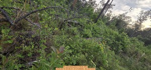 [N uprooted pine, 2026:05:10 20:06:41, 31.0129935, -83.2674449]