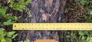 [15 inch E uprooted pine, 2026:05:10 20:07:58, 31.0130265, -83.2672402]