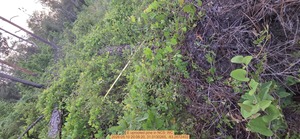 [E uprooted pine, 2026:05:10 20:08:20, 31.0130265, -83.2672402]