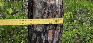 [14 inch pine broke 6 feet up, 2026:05:11 15:27:18, 31.0126974, -83.2663800]